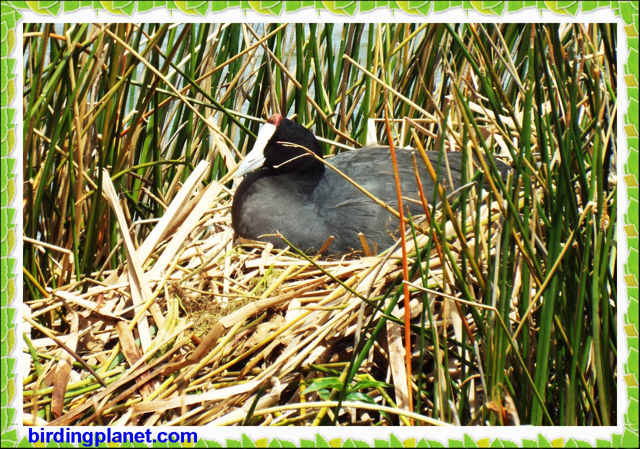 Red-Knobbed Coot (nesting with her eggs) Video