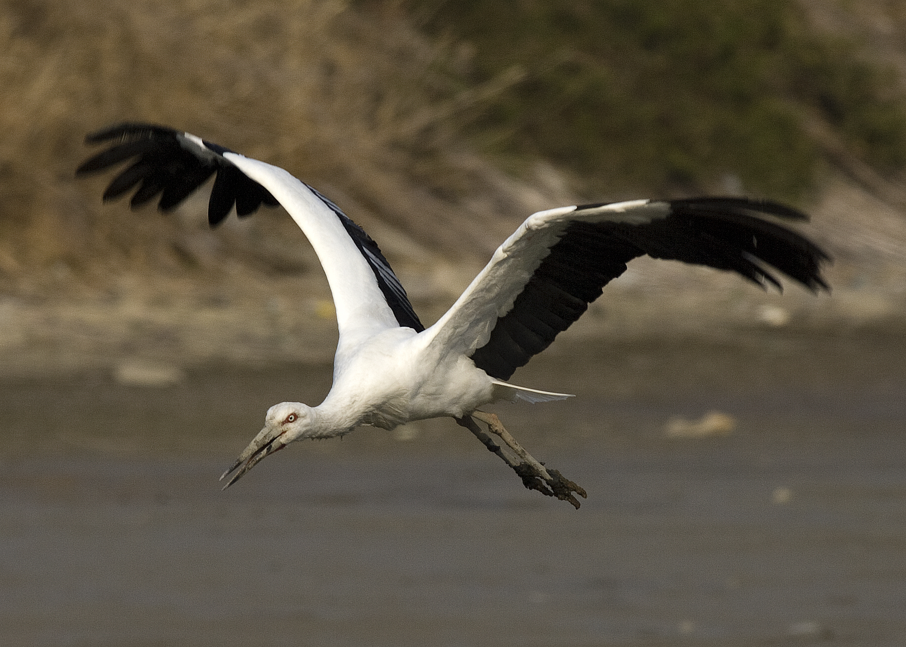 The Oriental Stork