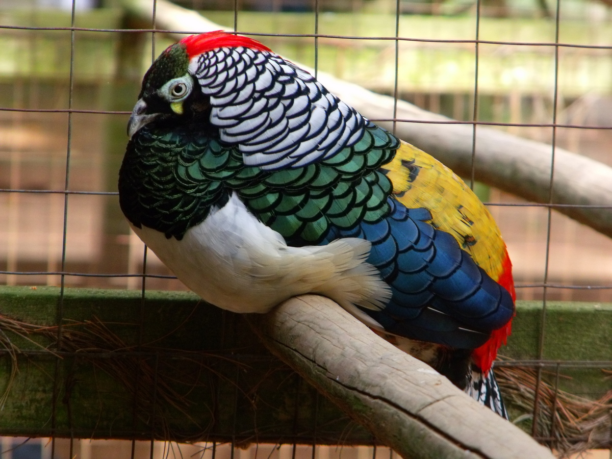 Interesting Bird Fact – The Most Colourful Bird in the World (Video)