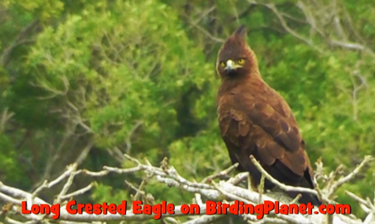 Long Crested Eagle in EL on Birding Planet