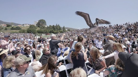 Enormous pelicans terrorize students at their college graduation