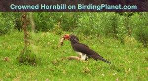Crowned Hornbill bird on Birding Planet