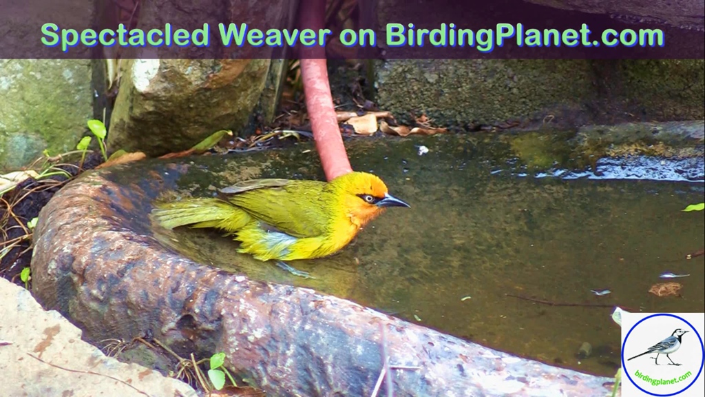 Spectacled Weaver taking a bath on Birding Planet