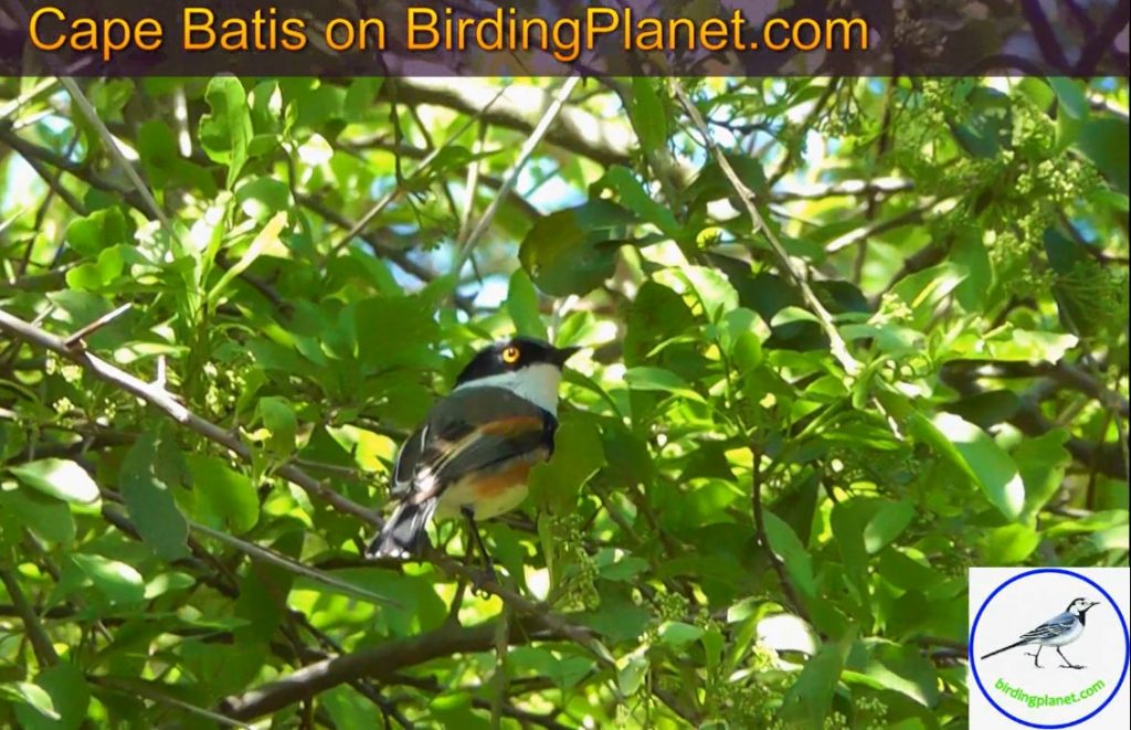 Cape Batis on Birding Planet