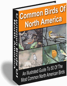 50 Common Birds of North America