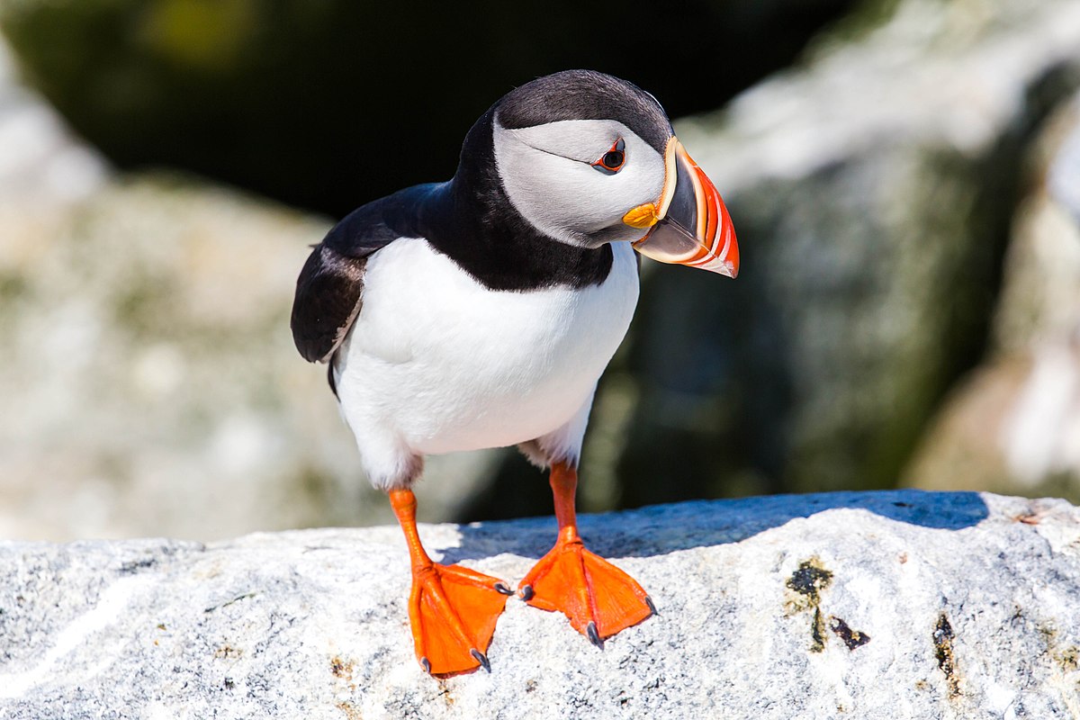 Amazing Videos of The Very Rare Atlantic Puffin