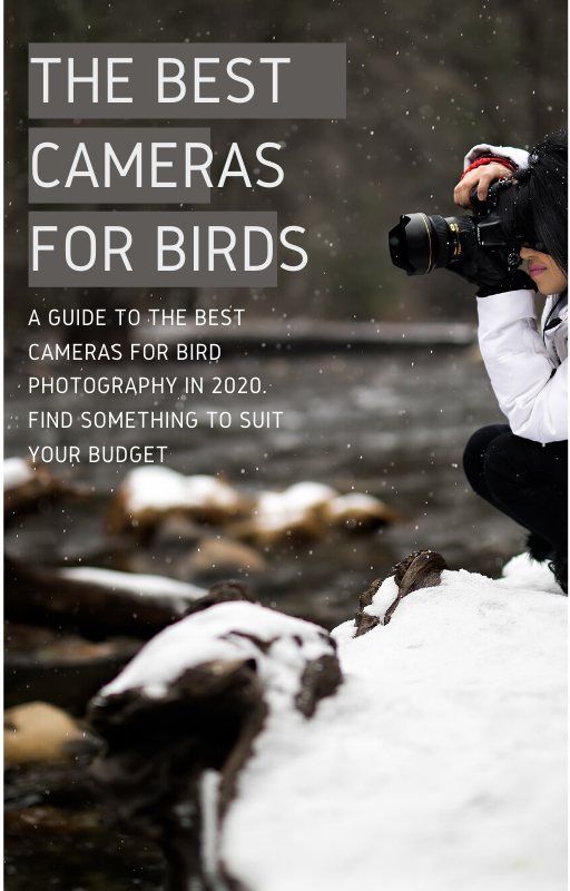 Best Cameras for Birdwatching