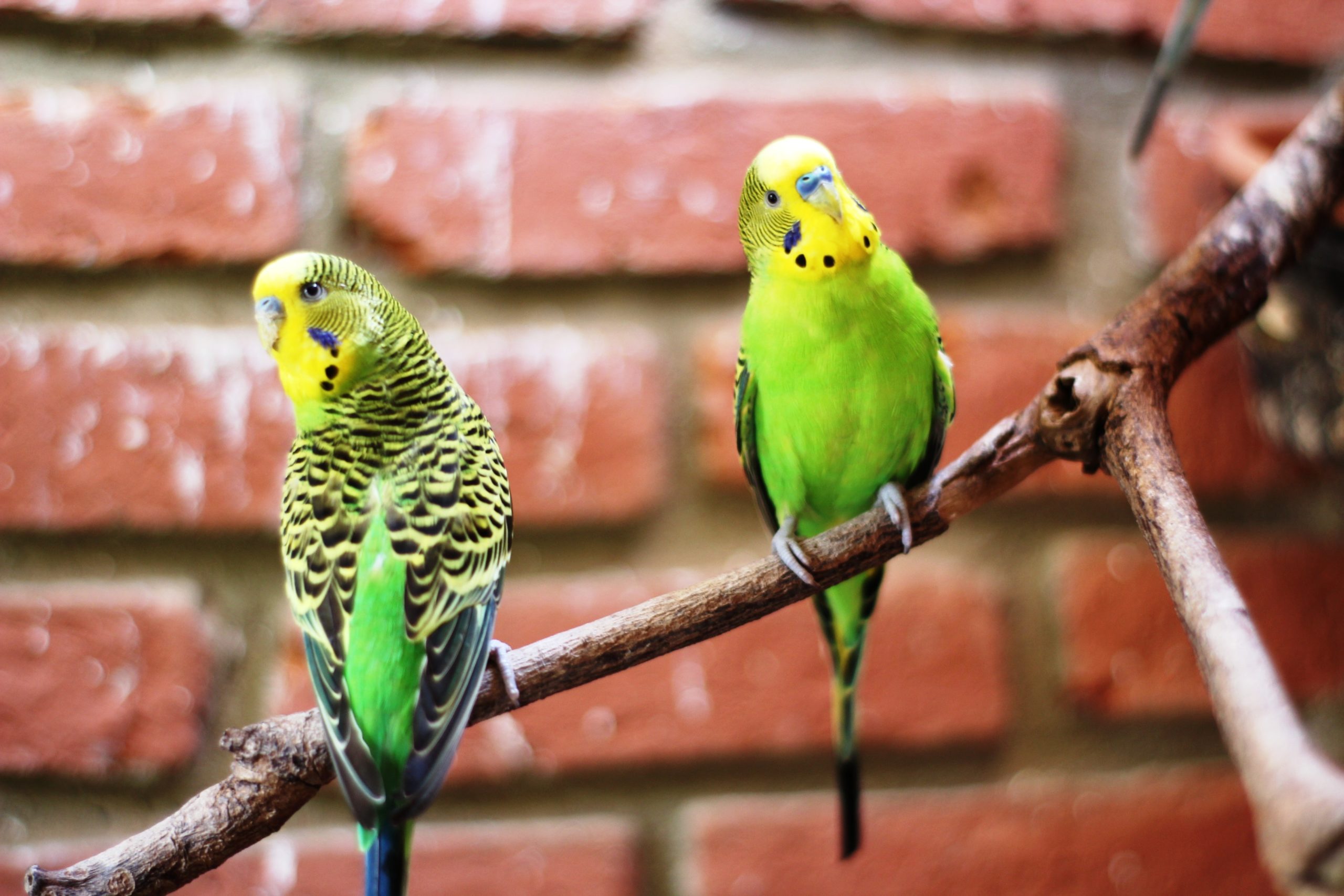 10 Tips on How to Care for Your Pet Bird