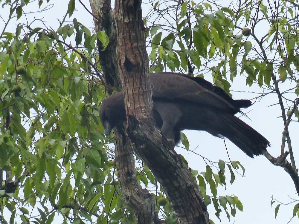Changeable Hawk-Eagle in birding in malaysia birdingplanet.com