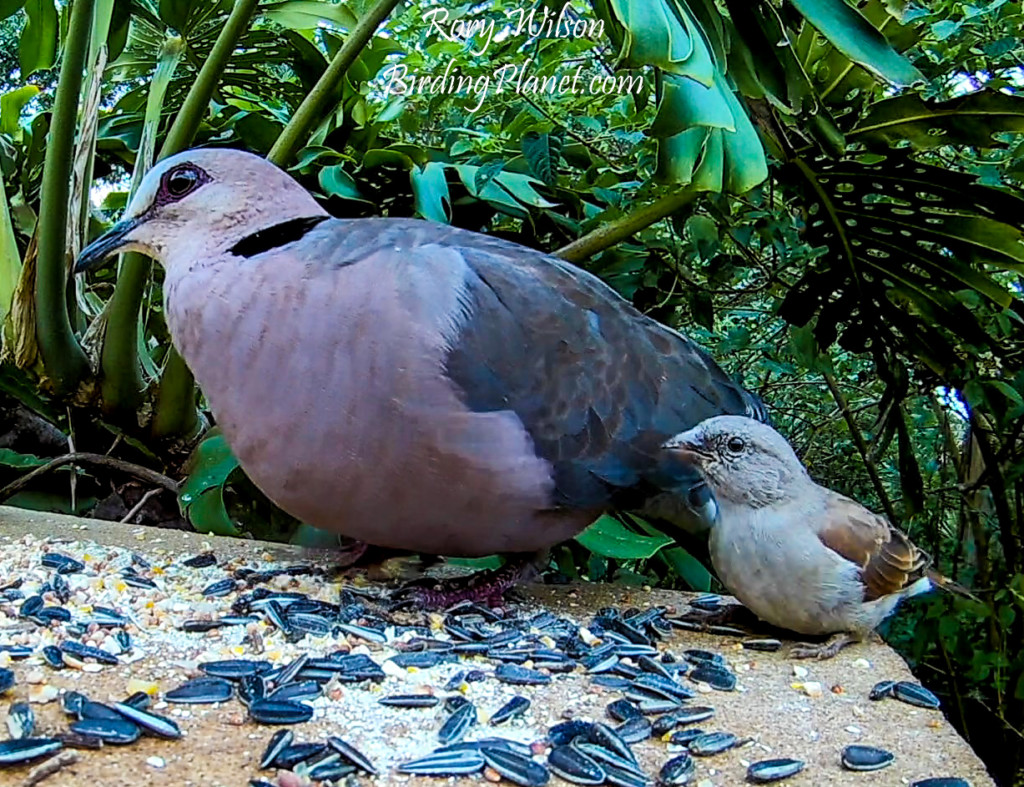 Size comparison of dove and sparrow on BirdingPlanet.com