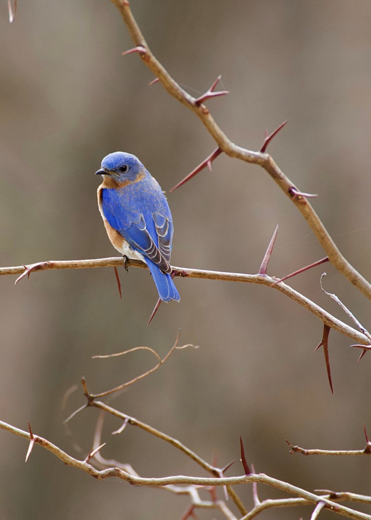 male eastern blue bird seen while birdwatching in Iowa  on  birdingplanet.com