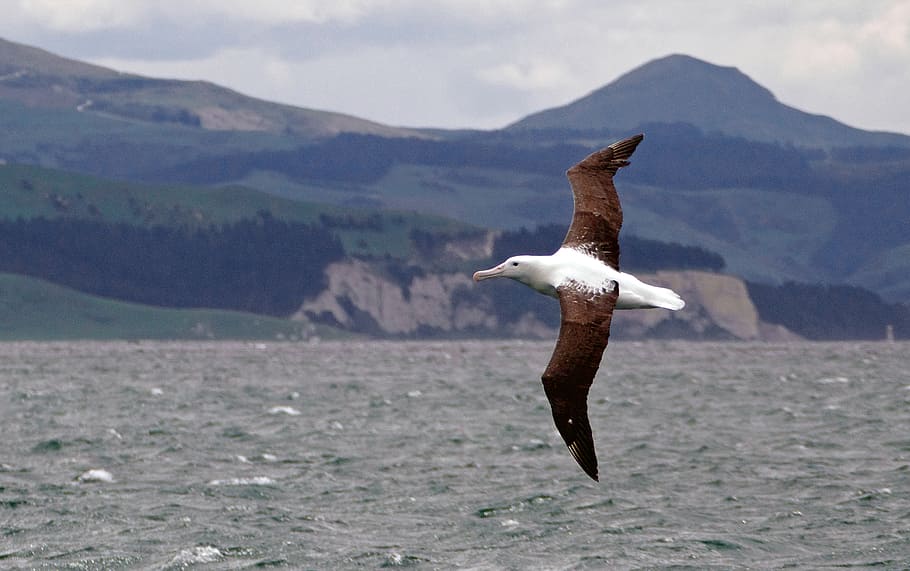 Northern Albatross - World Albatross Day  on BirdingPlanet.com 