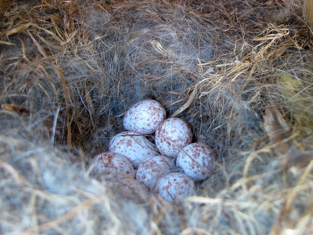 Black-capped Chickadee clutch of eggs on BirdingPlanet.com