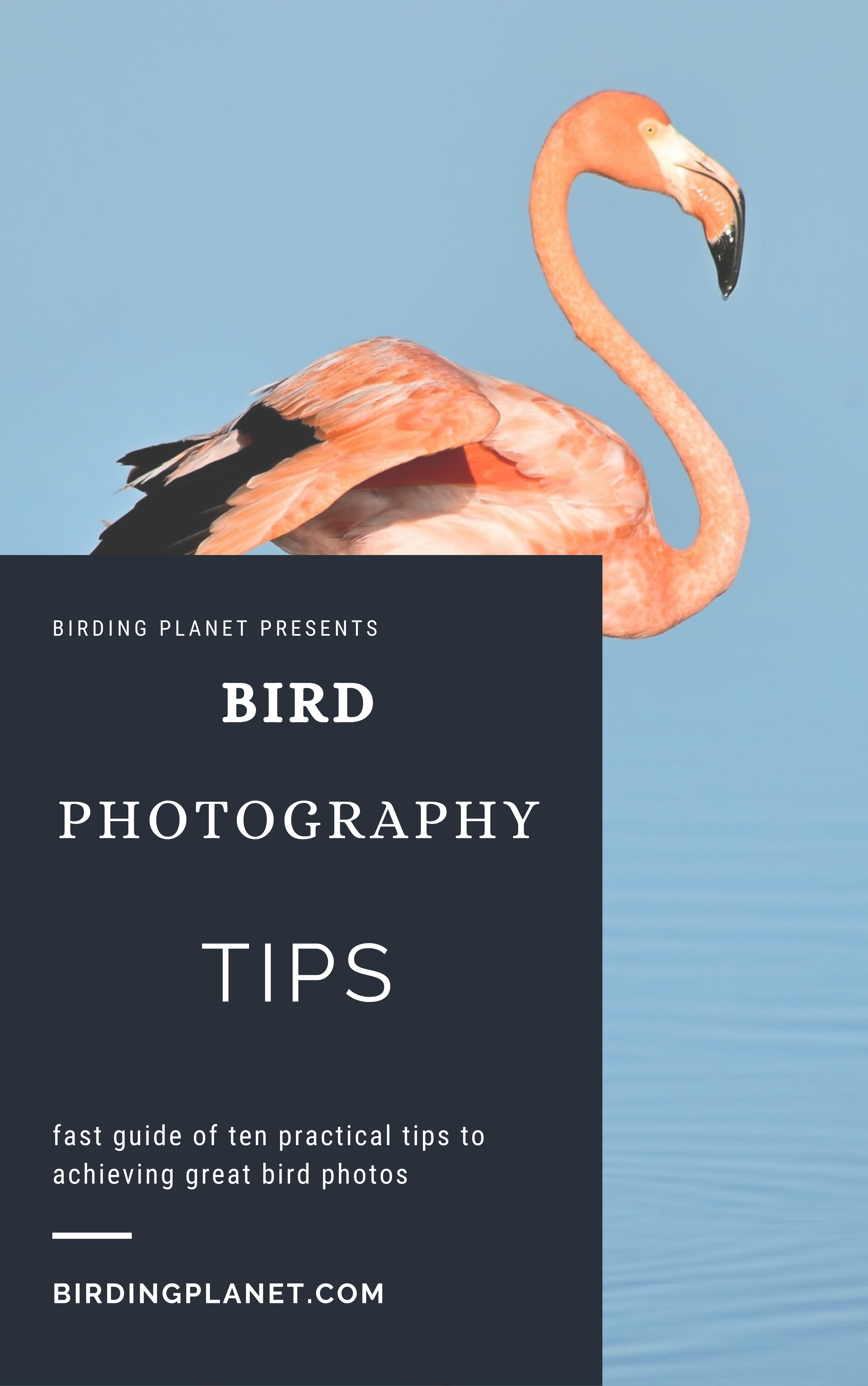 Bird Photography Guide – 10 Fast Tips